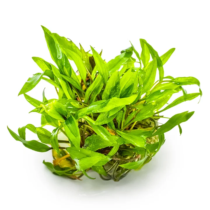 Cryptocoryne Wendtii 'Green'