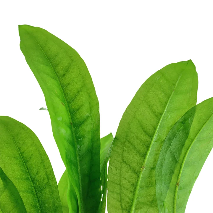 Echinodorus grisebachii 'Bleherae'