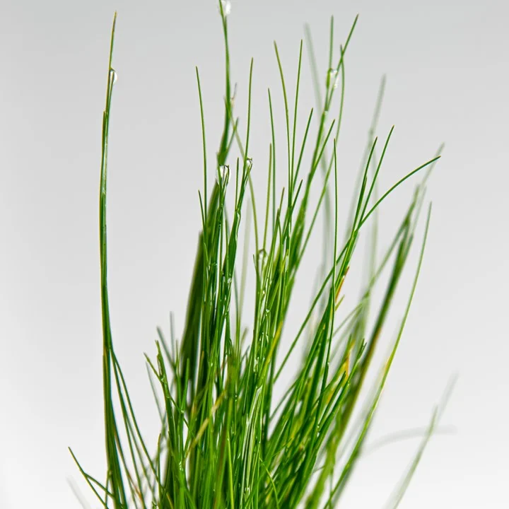 Eleocharis Parvula